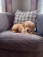 Clover, a male Golden Retriever for sale in Trenton, MO – Photo 2 of 6