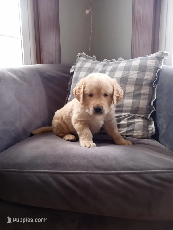 Clover – Golden Retriever puppy for sale in Trenton, MO