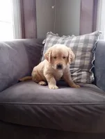 Clover, a male Golden Retriever for sale in Trenton, MO – Photo 1 of 6