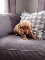 Maple, a male Golden Retriever for sale in Trenton, MO – Photo 3 of 6