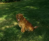 Maple, a male Golden Retriever for sale in Trenton, MO – Photo 6 of 6