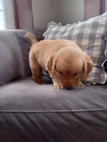 Maple, a male Golden Retriever for sale in Trenton, MO – Photo 2 of 6