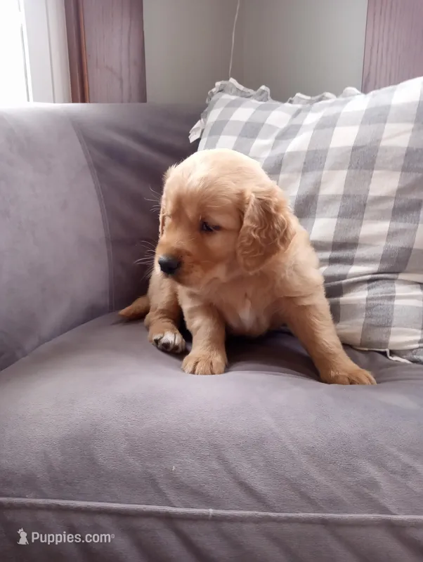 Maple – Golden Retriever puppy for sale in Trenton, MO