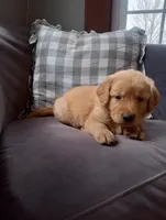 Cyrus, a male Golden Retriever for sale in Trenton, MO – Photo 3 of 6