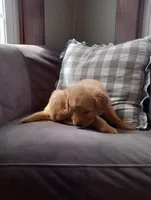 Cyrus, a male Golden Retriever for sale in Trenton, MO – Photo 2 of 6