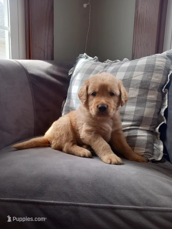 Cyrus – Golden Retriever puppy for sale in Trenton, MO