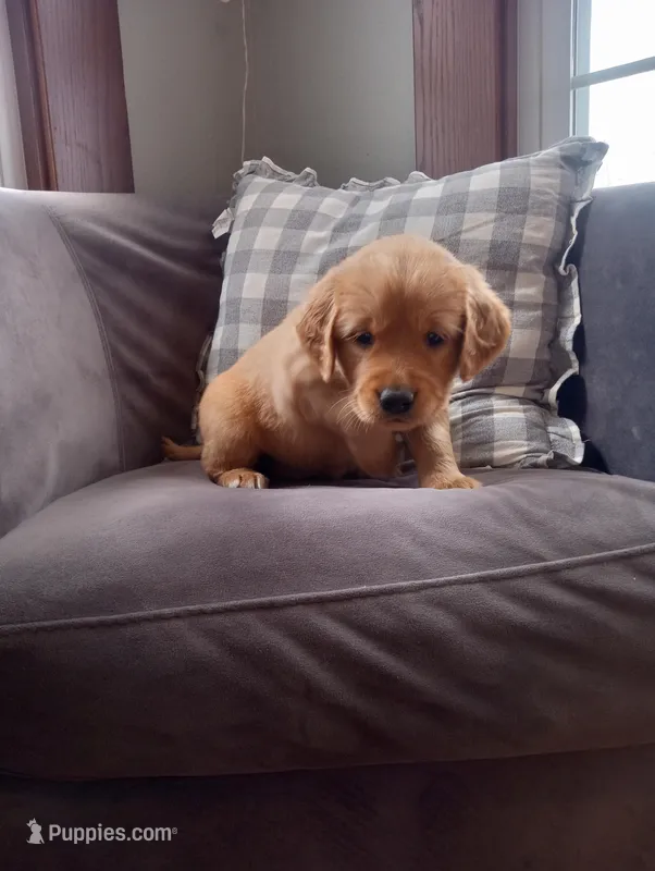 Charlotte – Golden Retriever puppy for sale in Trenton, MO