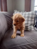 Charlotte, a female Golden Retriever for sale in Trenton, MO – Photo 2 of 6