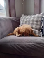 Charlotte, a female Golden Retriever for sale in Trenton, MO – Photo 3 of 6