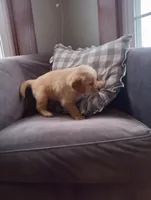 Ravi, a male Golden Retriever for sale in Trenton, MO – Photo 2 of 6