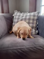 Ravi, a male Golden Retriever for sale in Trenton, MO – Photo 3 of 6