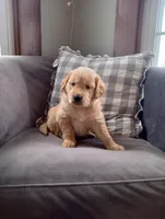 Ravi, a male Golden Retriever for sale in Trenton, MO – Photo 1 of 6