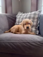 Heather, a female Golden Retriever for sale in Trenton, MO – Photo 1 of 6