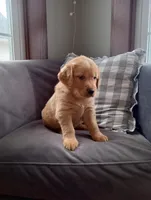 Heather, a female Golden Retriever for sale in Trenton, MO – Photo 2 of 6