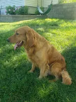 Heather, a female Golden Retriever for sale in Trenton, MO – Photo 5 of 6