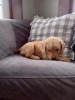 Heather, a female Golden Retriever for sale in Trenton, MO – Photo 3 of 6