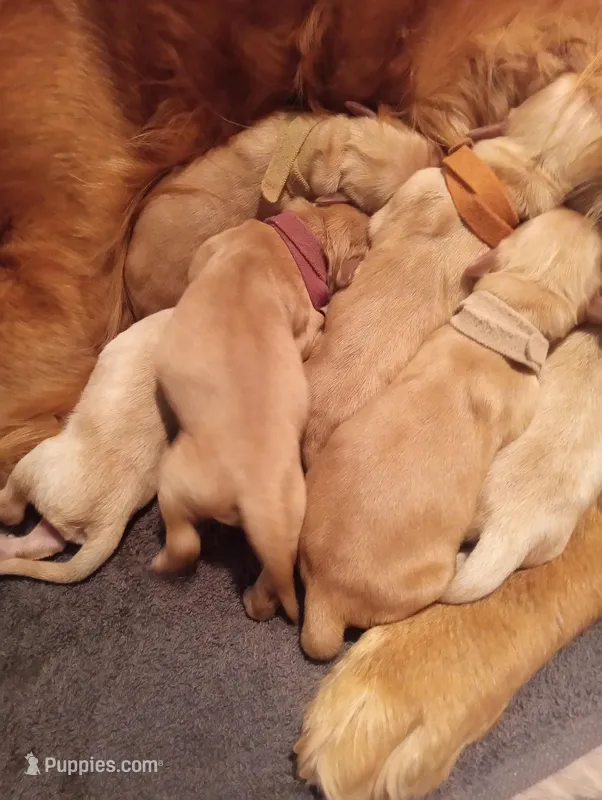 Heather – Golden Retriever puppy for sale in Trenton, MO
