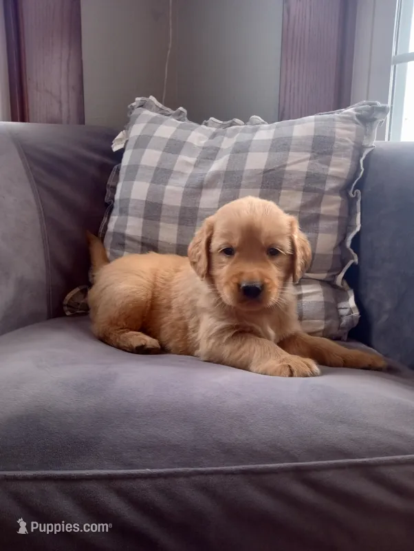 Rory – Golden Retriever puppy for sale in Trenton, MO