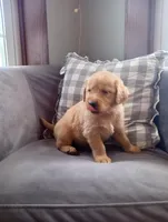 Rory, a male Golden Retriever for sale in Trenton, MO – Photo 2 of 6