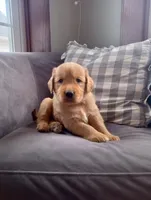 Rory, a male Golden Retriever for sale in Trenton, MO – Photo 3 of 6