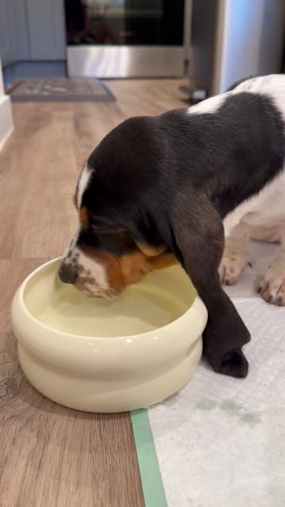 Lizzie , a female Basset Hound for sale in Fair Lawn, NJ – 2 of 2