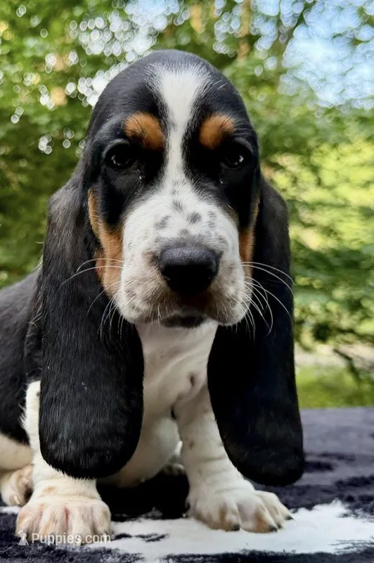 Lizzie  – Basset Hound puppy for sale in Fair Lawn, NJ