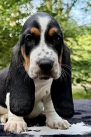Lizzie , a female Basset Hound for sale in Fair Lawn, NJ – 1 of 2