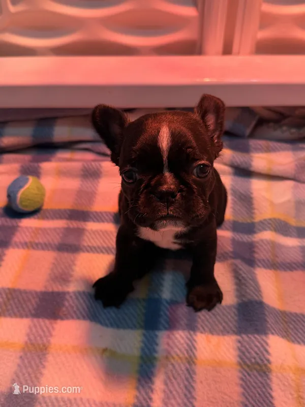 TJ – Frenchton puppy for sale in North Baltimore, OH