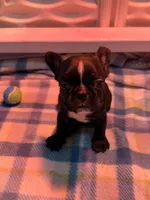 TJ, a male Frenchton for sale in North Baltimore, OH – 1 of 3