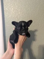 TJ, a male Frenchton for sale in North Baltimore, OH – 2 of 3