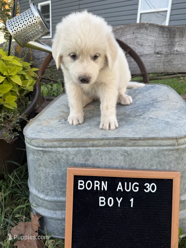 LGD – Anatolian Shepherd Dog, Great Pyrenees puppy for sale in Bosworth, MO
