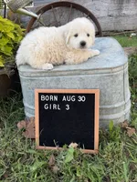 LGD, a female Anatolian Shepherd Dog and Great Pyrenees for sale in Bosworth, MO – 5 of 9