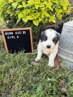 LGD, a female Anatolian Shepherd Dog and Great Pyrenees for sale in Bosworth, MO – 6 of 9