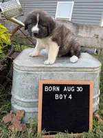 LGD, a female Anatolian Shepherd Dog and Great Pyrenees for sale in Bosworth, MO – 8 of 9