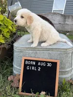 LGD, a female Anatolian Shepherd Dog and Great Pyrenees for sale in Bosworth, MO – 4 of 9