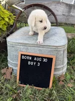 LGD, a female Anatolian Shepherd Dog and Great Pyrenees for sale in Bosworth, MO – 9 of 9