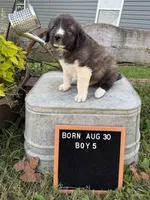 LGD, a female Anatolian Shepherd Dog and Great Pyrenees for sale in Bosworth, MO – 2 of 9