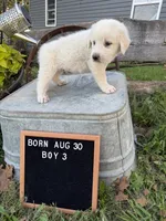 LGD, a female Anatolian Shepherd Dog and Great Pyrenees for sale in Bosworth, MO – 3 of 9