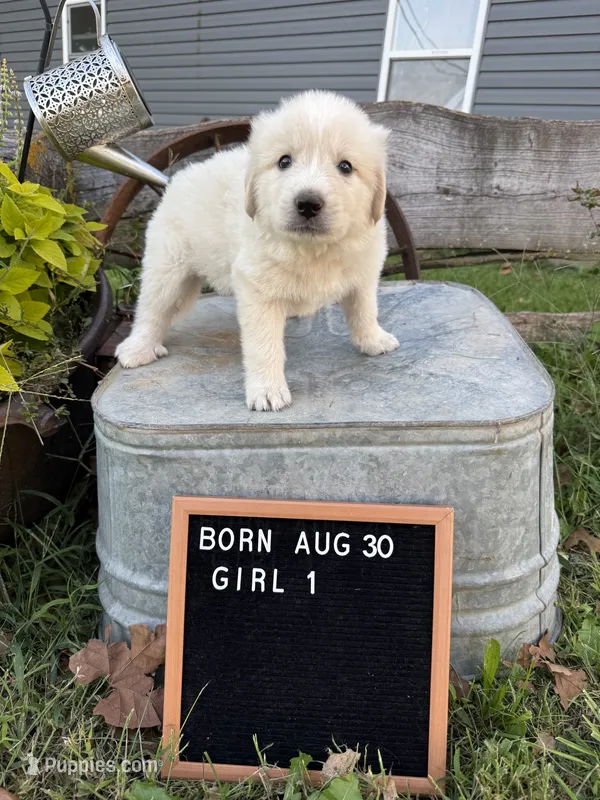 LGD – Anatolian Shepherd Dog, Great Pyrenees puppy for sale in Bosworth, MO