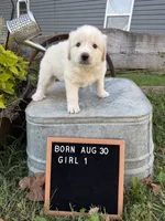 LGD, a female Anatolian Shepherd Dog and Great Pyrenees for sale in Bosworth, MO – 1 of 9