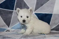Patrick, a male West Highland White Terrier for sale in Goshen, IN – 3 of 4