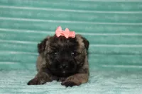 Cassidy, a female Cairn Terrier for sale in Goshen, IN – 2 of 4