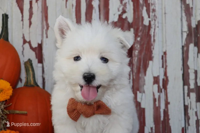 Patrick – West Highland White Terrier puppy for sale in Goshen, IN