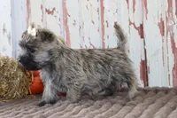 Chloe, a female Cairn Terrier for sale in Goshen, IN – 2 of 8