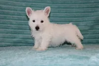 Skye, a female West Highland White Terrier for sale in Goshen, IN – 2 of 4