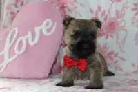 Charger, a male Cairn Terrier for sale in Goshen, IN – Photo 2 of 4