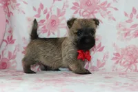 Charger, a male Cairn Terrier for sale in Goshen, IN – Photo 3 of 4