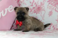 Charger, a male Cairn Terrier for sale in Goshen, IN – Photo 4 of 4