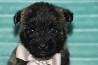 Cleo , a male Cairn Terrier for sale in Goshen, IN – 4 of 4