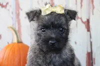 Camilla, a female Cairn Terrier for sale in Goshen, IN – 3 of 8